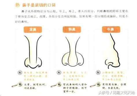 龍鼻面相|面相解析何為龍鼻